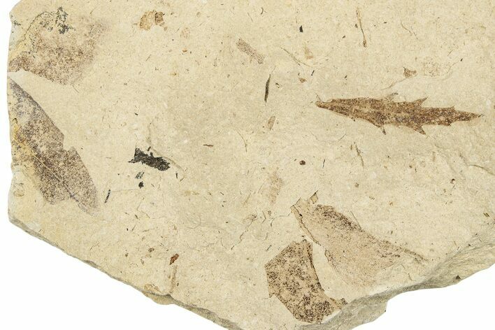 Fossil Leaf - France #254273